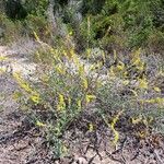 Anthyllis cytisoides Habit