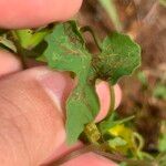 Merremia hederacea Blatt