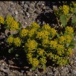 Lepidium flavum ᱛᱟᱦᱮᱸ