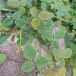 Desmodium scorpiurus Folha