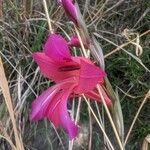 Gladiolus illyricus Flower