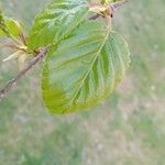 Betula utilis Лист