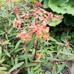 Euphorbia dendroides Flors