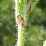Astragalus pelecinus 樹皮