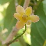 Endiandra polyneura Flor