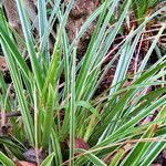 Carex morrowii Liść