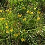 Buphthalmum salicifoliumFlower