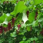 Leycesteria formosa Квітка