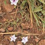 Ipomoea mombassana Habitat