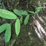Schlegelia fastigiata Leaf