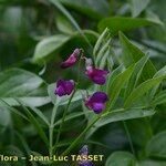 Lathyrus vivantii Fleur