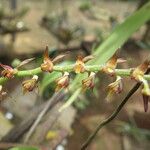 Bulbophyllum cochleatum