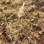 Aristida adoensis Fruit