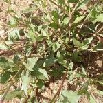 Oxygonum sinuatum ശീലം