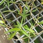 Eremophila debilis Leaf