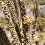 Verbascum × innominatum 花