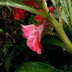 Impatiens balsamina Flower
