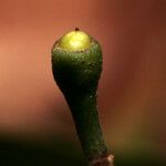 Nectandra amazonum Frukt