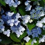 Hydrangea arborescensBlomst