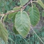 Betula alleghaniensis List