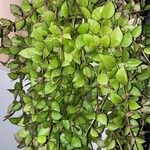 Hoya lacunosa পাতা