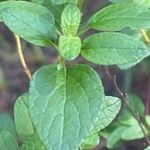 Salvia microphylla Ліст