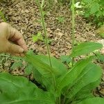 Cynoglossum virginianumBlad