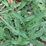 Bidens bipinnata Leaf