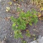 Ageratina altissima Yeri