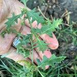 Solanum triflorumLeaf