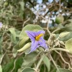 Solanum lycocarpum ফুল