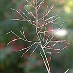 Muhlenbergia porteri Flower