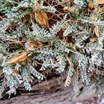 Astragalus angustifolius Feuille