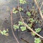 Ludwigia peploides Libunga