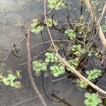 Ludwigia peploides Habitus