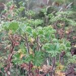 Pelargonium englerianum Leaf