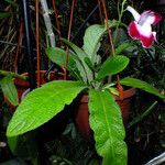 Sinningia speciosa Hoja