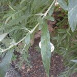 Buddleja saligna Leaf