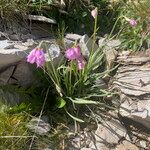 Allium narcissiflorum Hábito