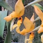 Stanhopea jenischiana