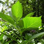 Hydrangea serrata Ліст