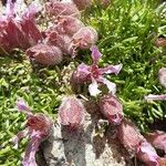 Saponaria pumila Flower