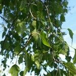 Betula populifolia পাতা