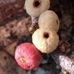 Ficus salicifolia Fruit