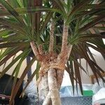 Dracaena reflexaFolha