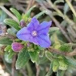 Lithodora fruticosaКветка