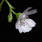 Lewisia congdonii Blomst