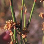 Ephedra viridis Frukto