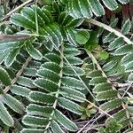 Acaena cylindristachya Ravina