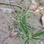 Cyperus distans Цвят